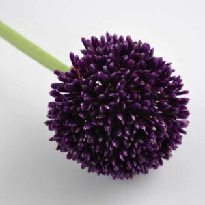 Allium violett 59cm