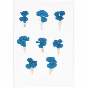 Made by Me Gepresste Blüten Chinesische Nelke blau 6 Stück