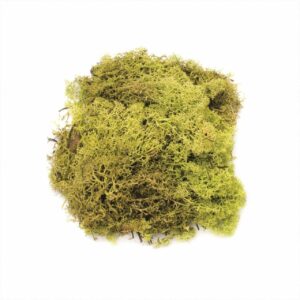 GLOREX Islandmoos 50g hellgrün