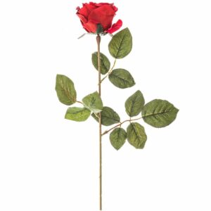 Edelrose 66cm rot