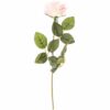 Edelrose 66cm rosa