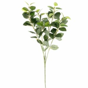 Euonymus grün 55cm