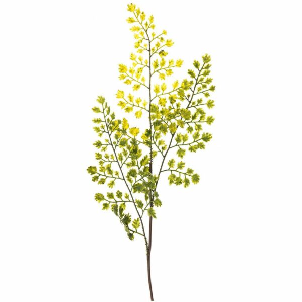 Frauenhaarfarn 40cm