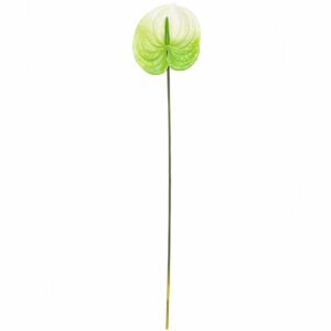 Anthurie grün-weiß 70cm