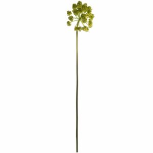 Doldenblütler grün 90cm