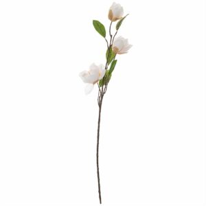 Magnolie mit 3 Blüten weiß 65cm