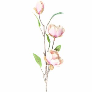 Magnolie mit 3 Blüten rosa 65cm