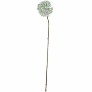 Allium weiß-grün 55cm